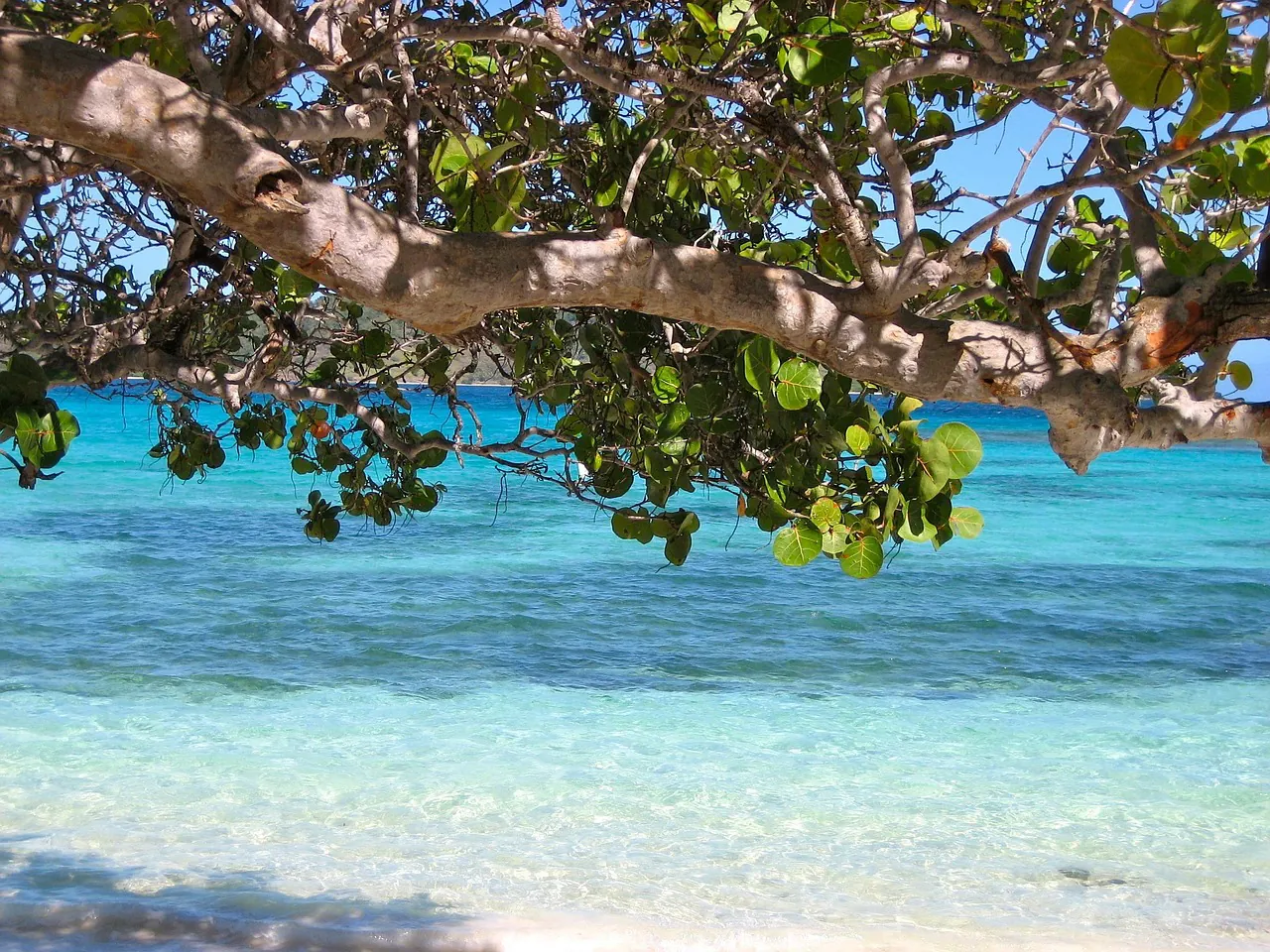 barbados, caribbean, nature, sea, beach